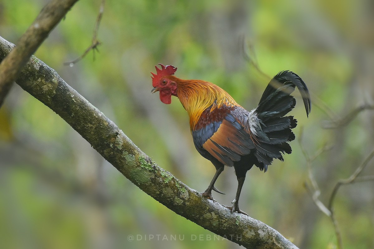 Red Junglefowl - ML548538351