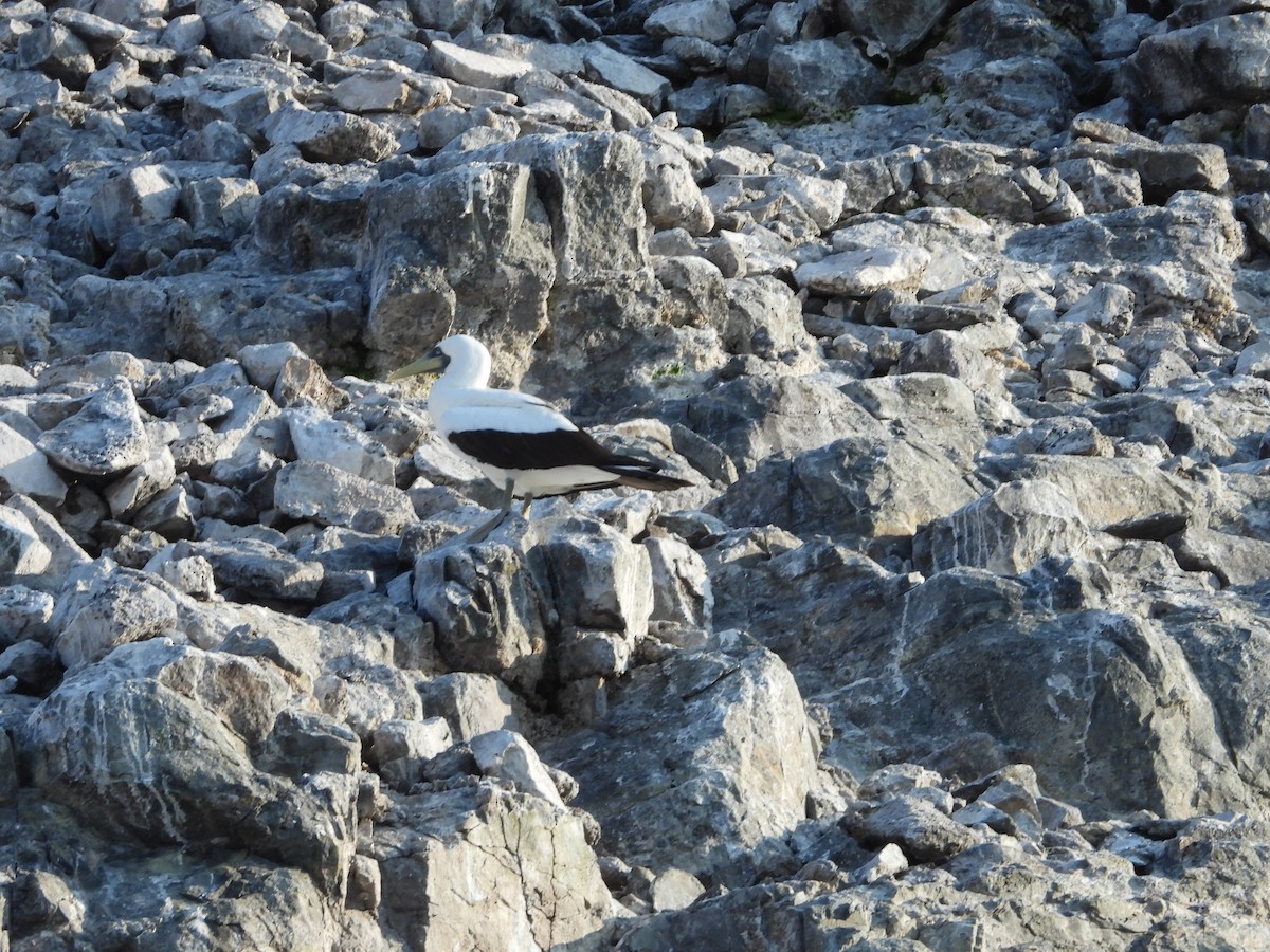 Masked Booby - ML548538691