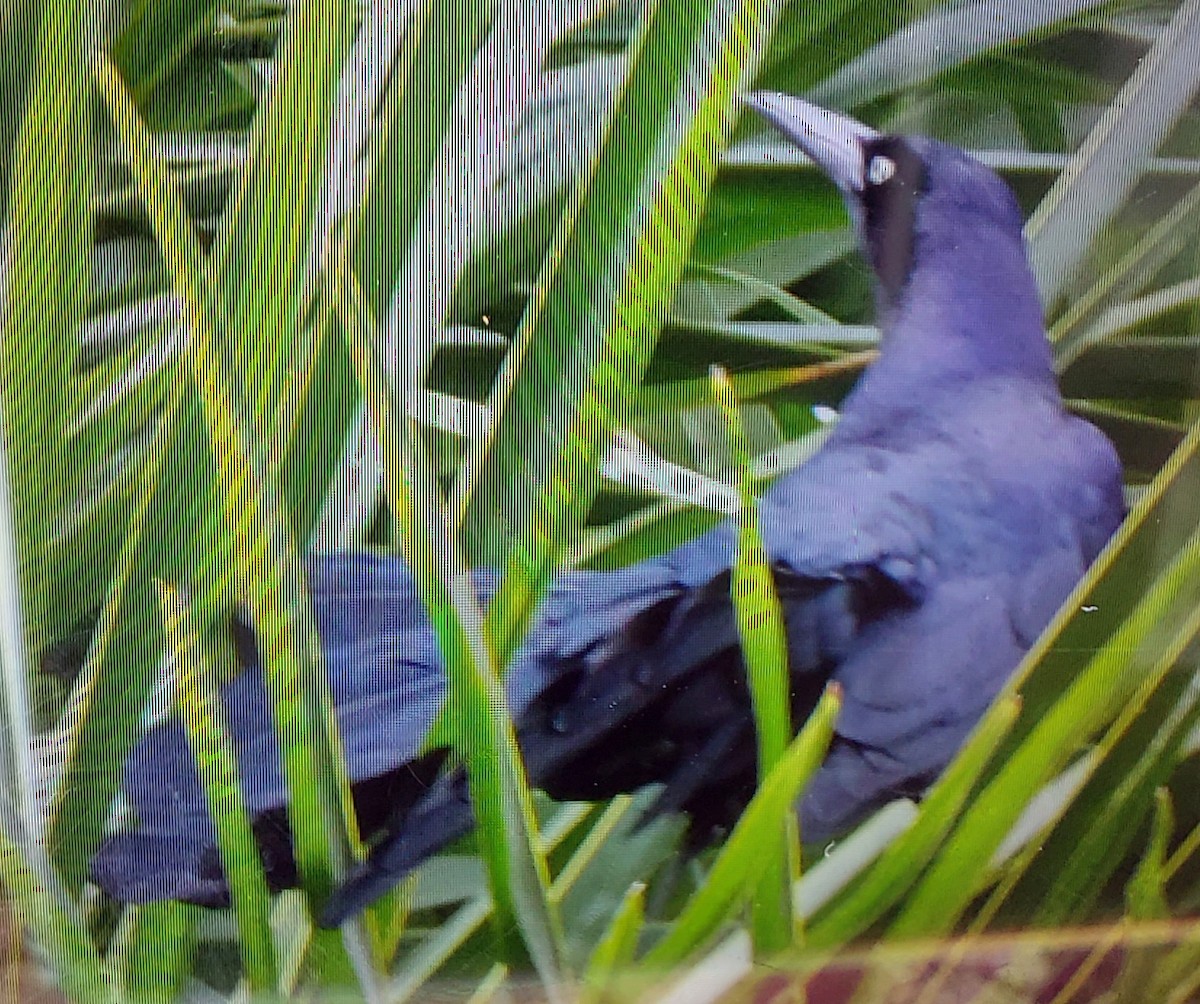 Great-tailed Grackle - Valeri Ponzo