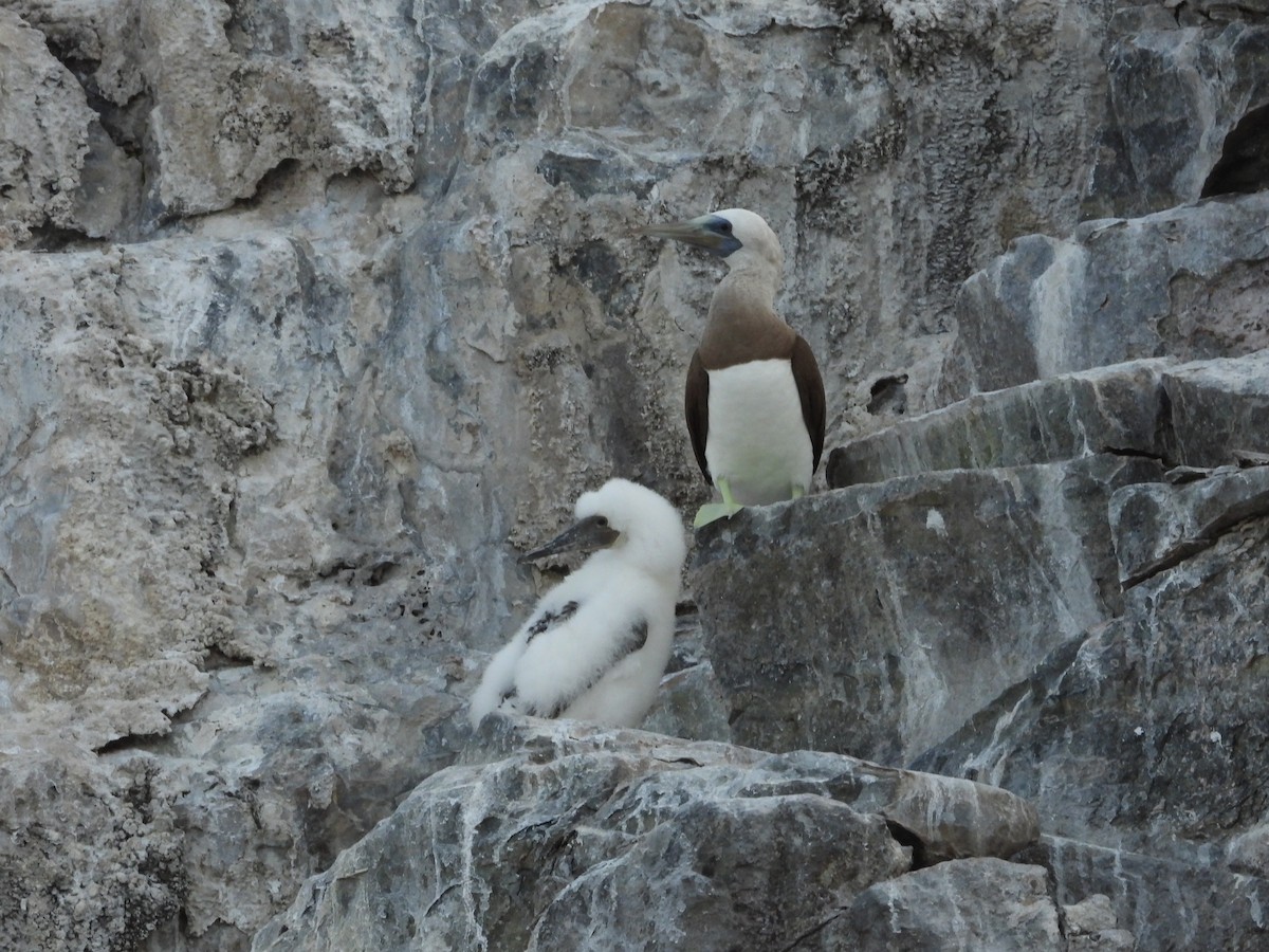 Brown Booby - Daniela  Souza