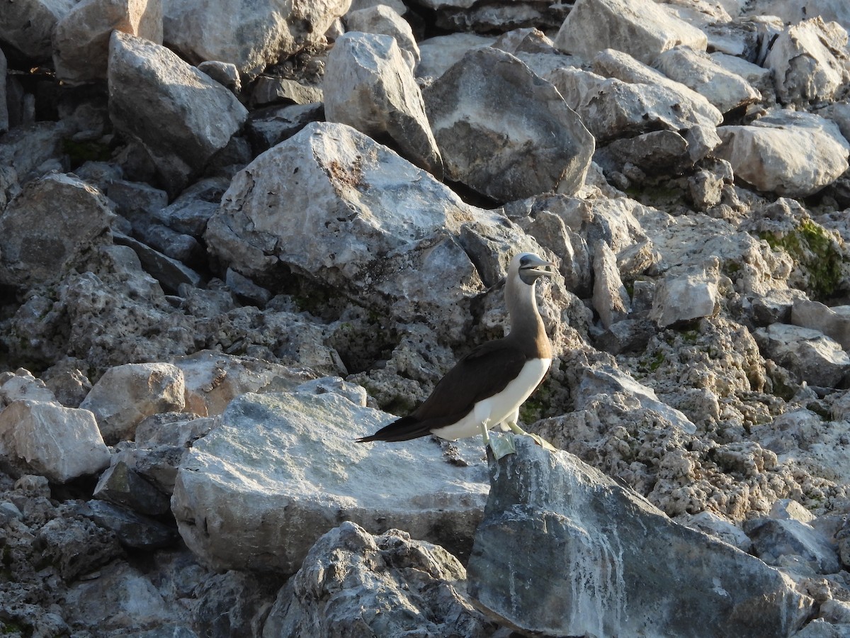 Brown Booby - ML548539251