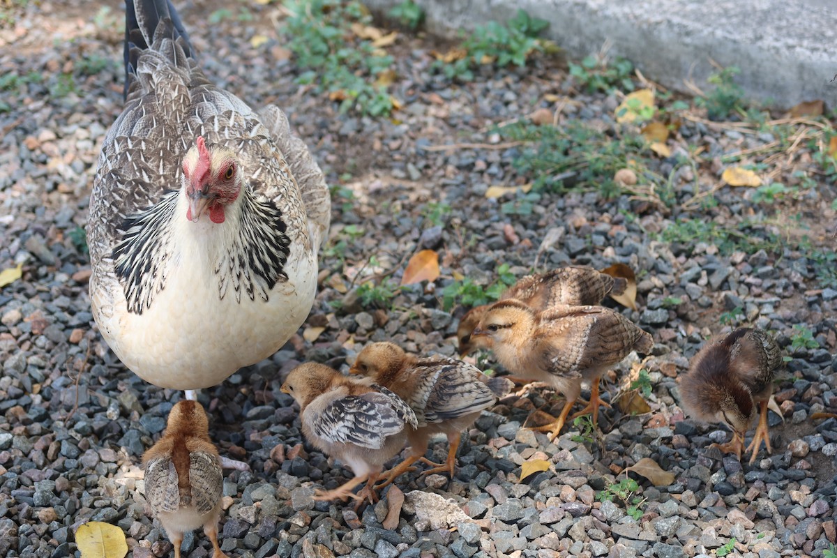 Red Junglefowl (Domestic type) - ML548539711