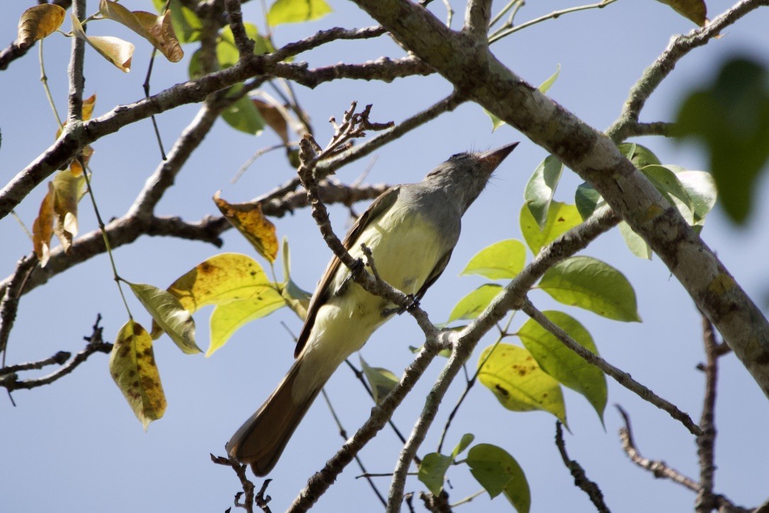 Great Crested Flycatcher - Colby Baker