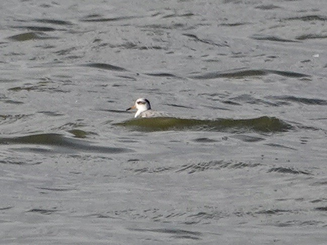 Red Phalarope - ML548541511