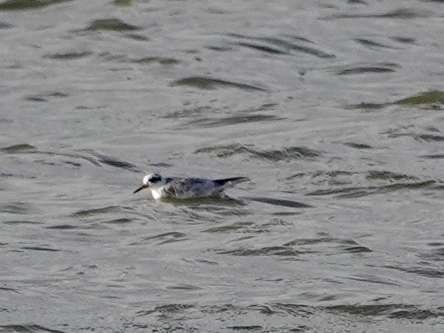 Red Phalarope - ML548541521