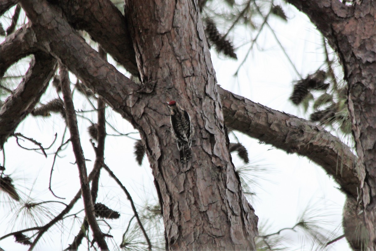 Yellow-bellied Sapsucker - ML548541601