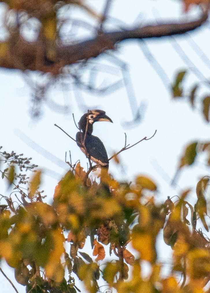 Oriental Pied-Hornbill - Manish Kumar Chattopadhyay