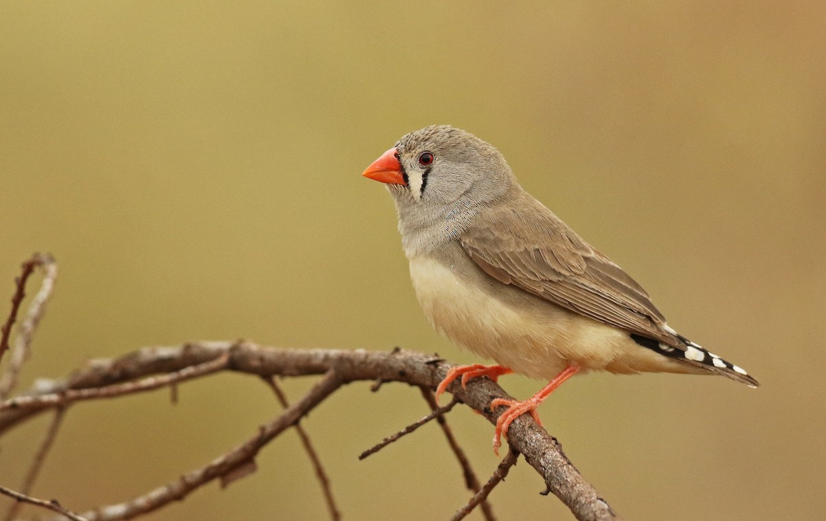 Zebra Finch - ML54854321