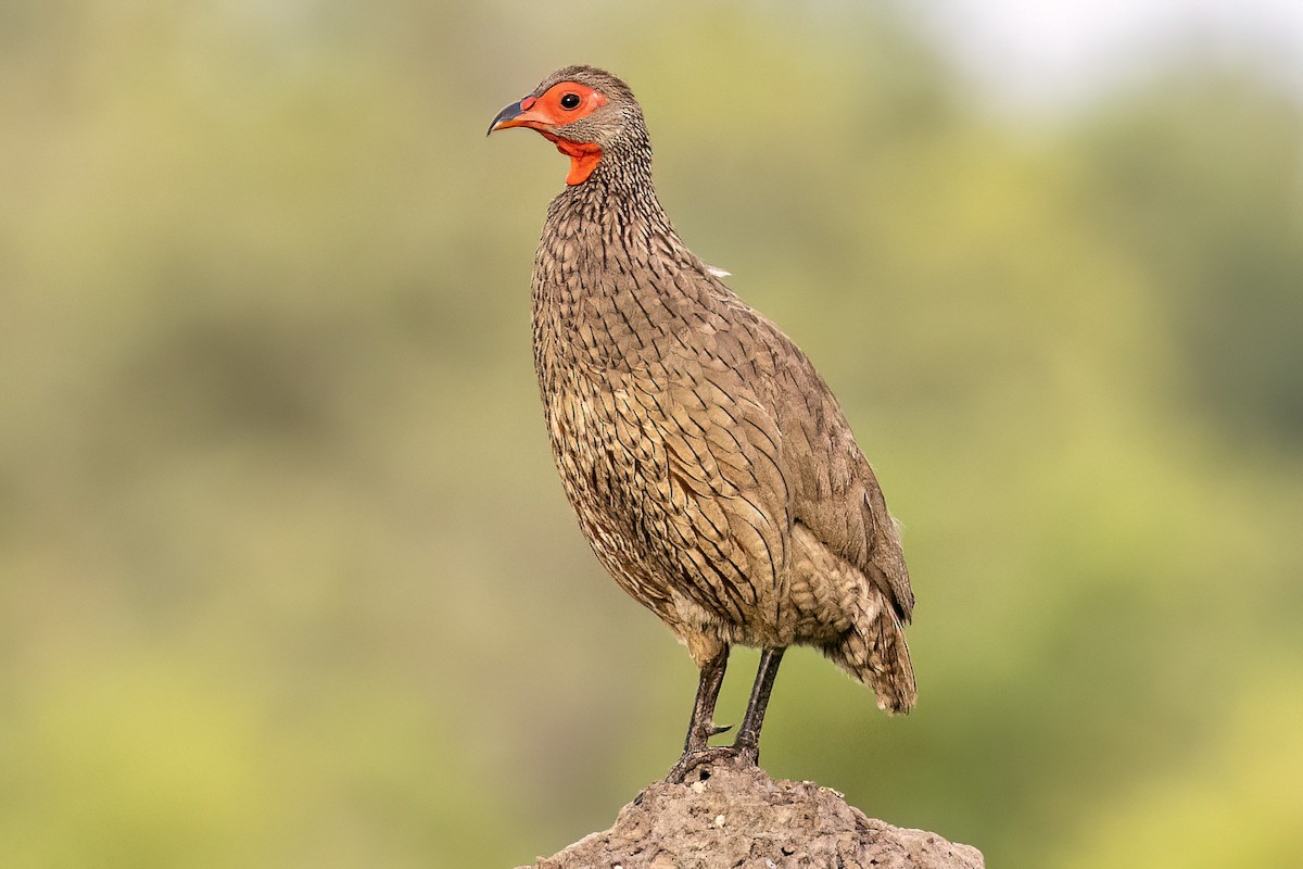 Swainson's Spurfowl - ML548543581