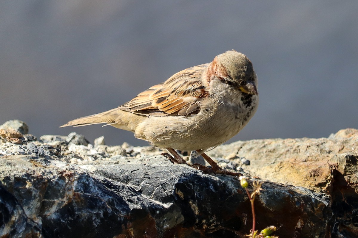 House Sparrow - Jose Abelardo Sanchez