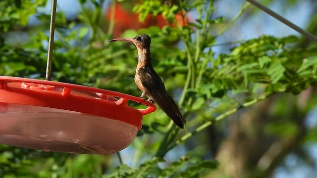 Cinnamon Hummingbird - ML548544871