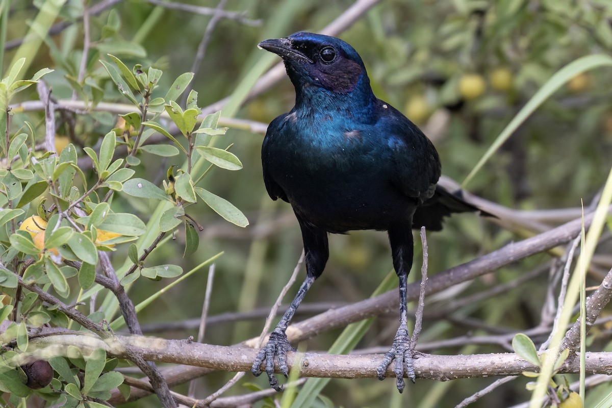 Burchell's Starling - Steve Potter