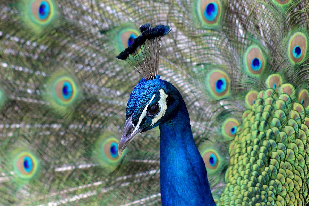 Indian Peafowl - Will Johnson