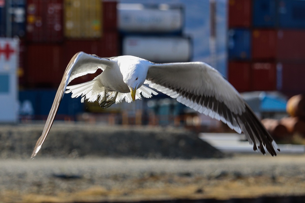 Kelp Gull - Jose Abelardo Sanchez