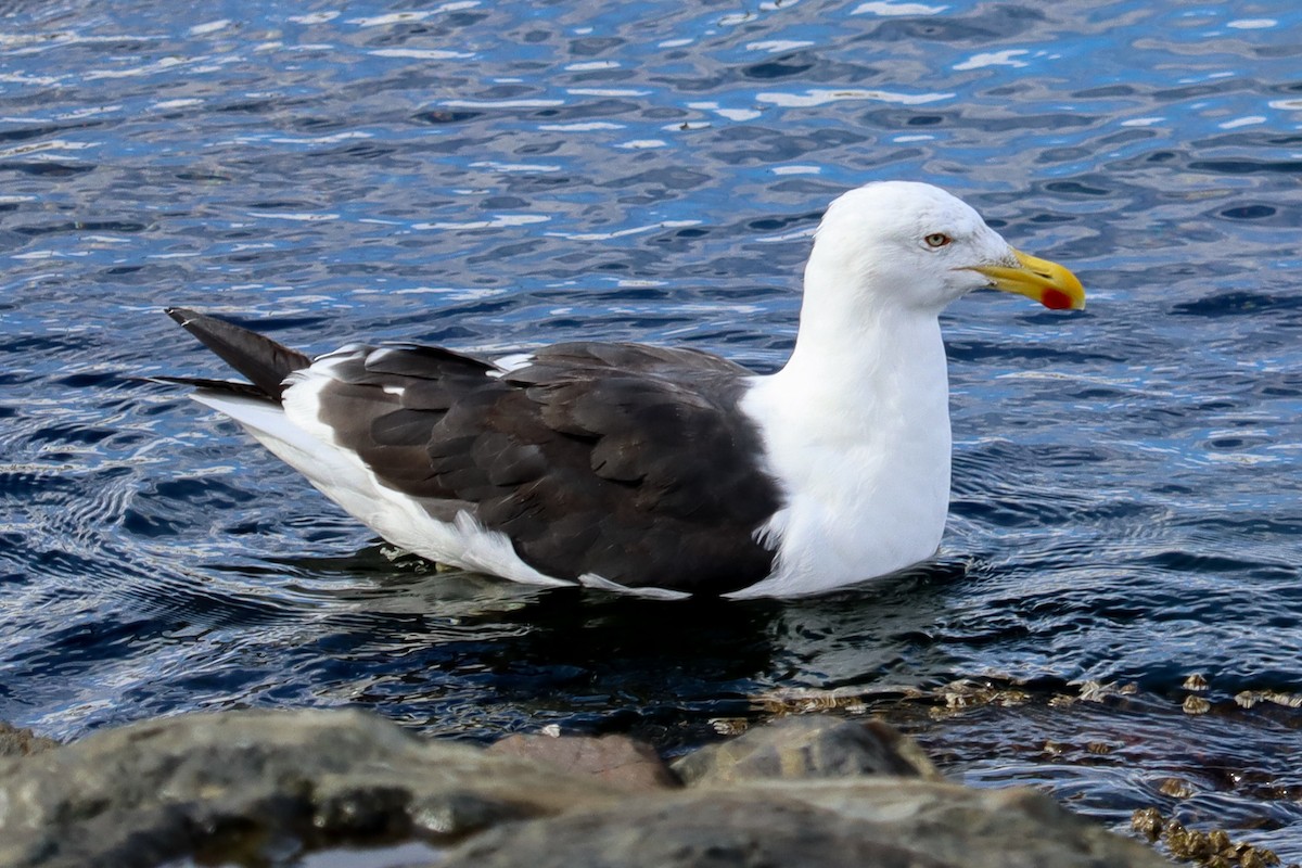 Kelp Gull - Jose Abelardo Sanchez