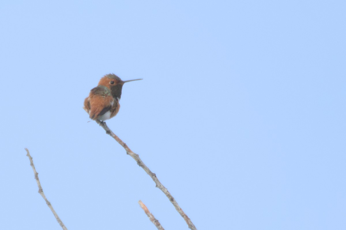 Allen's Hummingbird - ML548548191