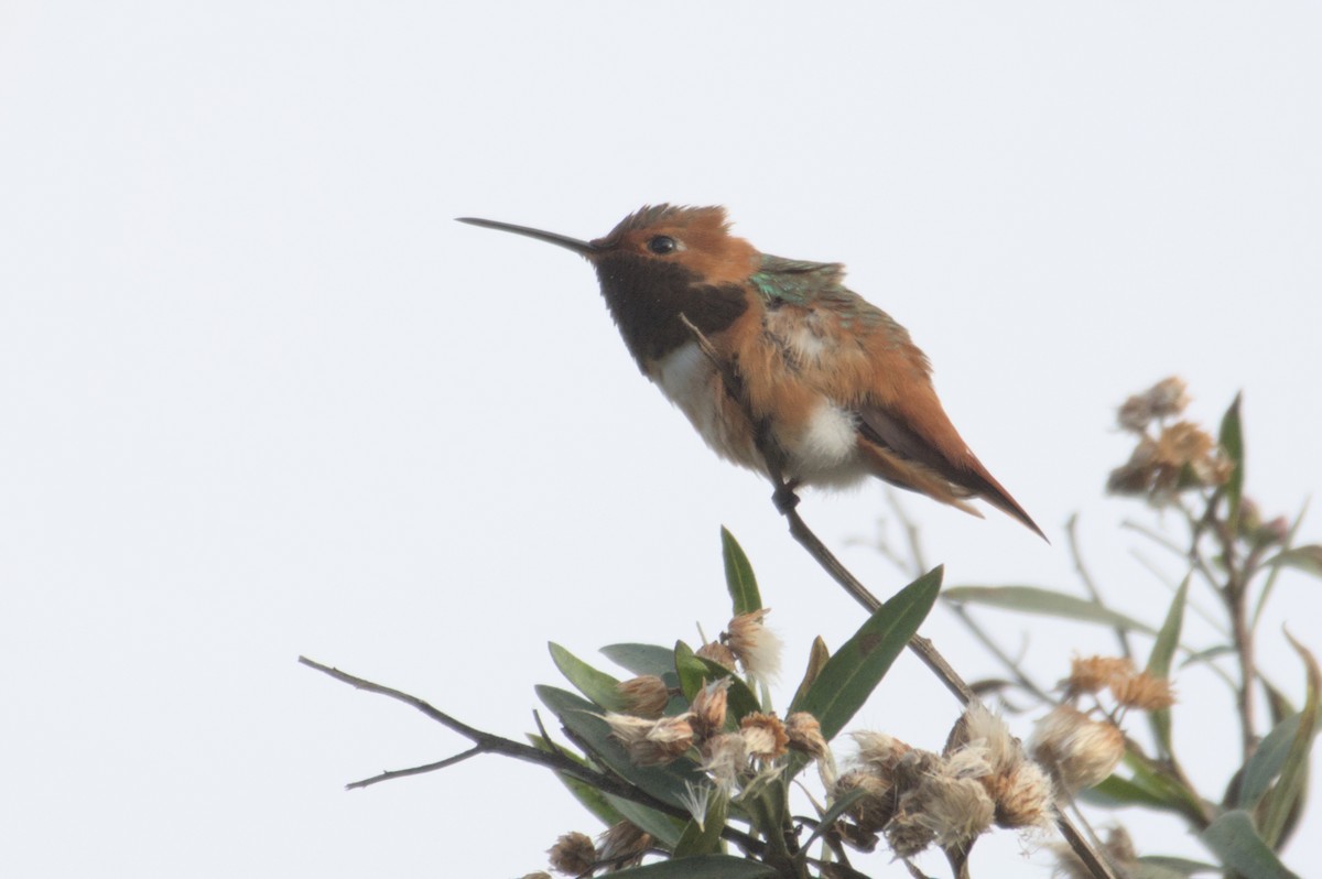 Allen's Hummingbird - Mike Marin