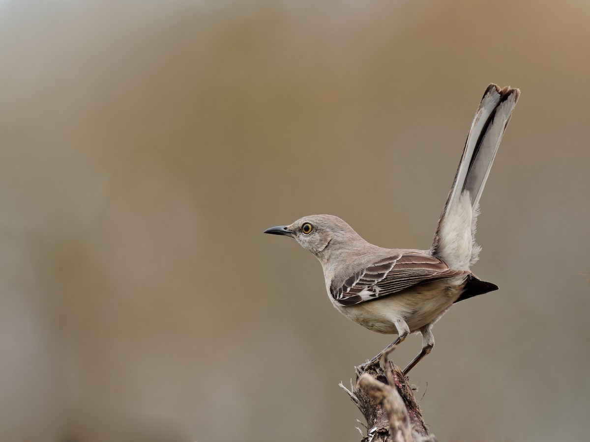 Northern Mockingbird - ML548549161