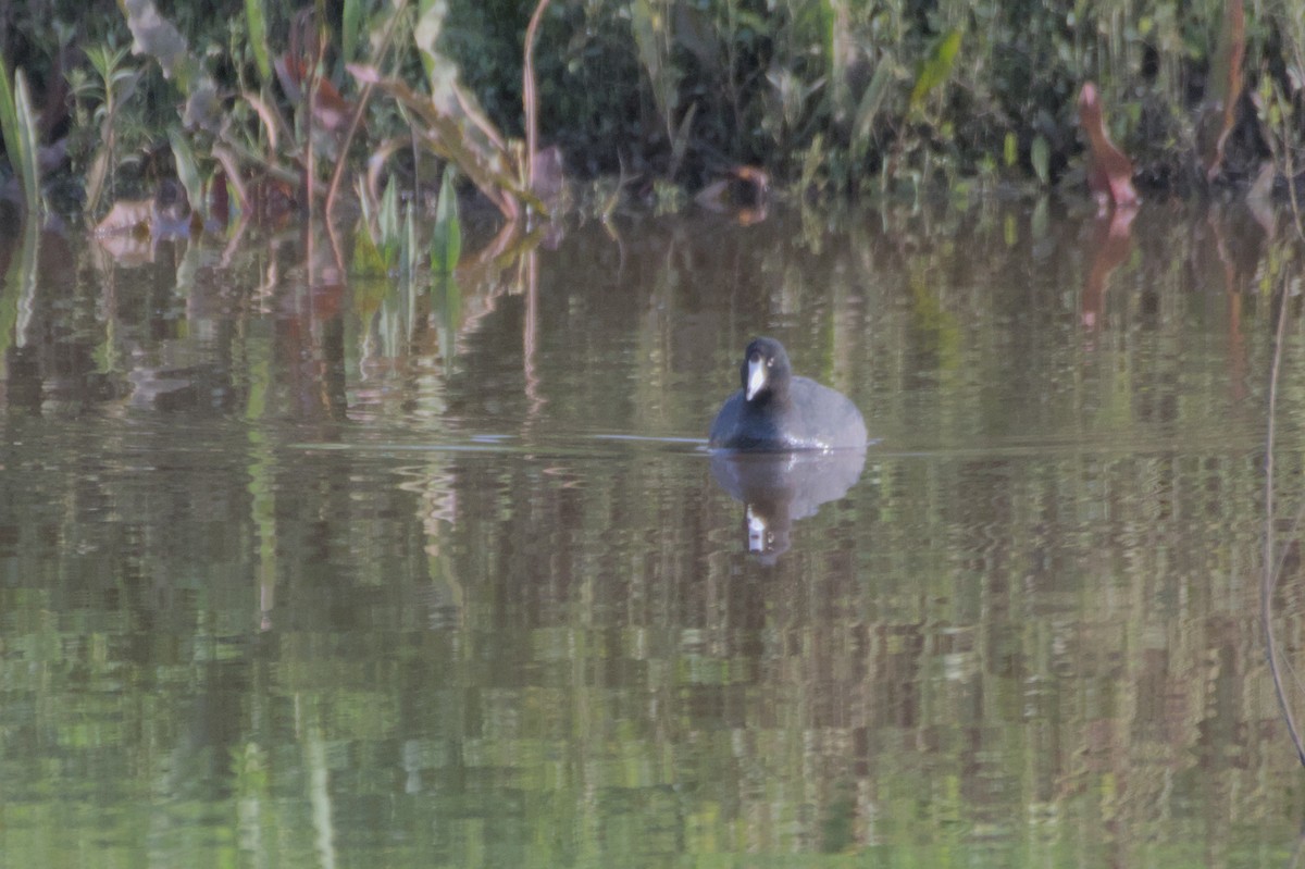 American Coot - ML548549681