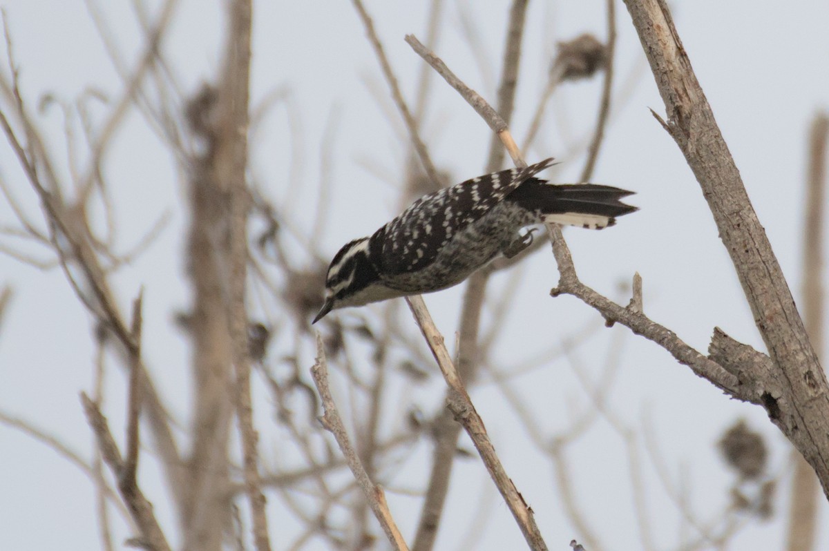 Nuttall's Woodpecker - ML548550801