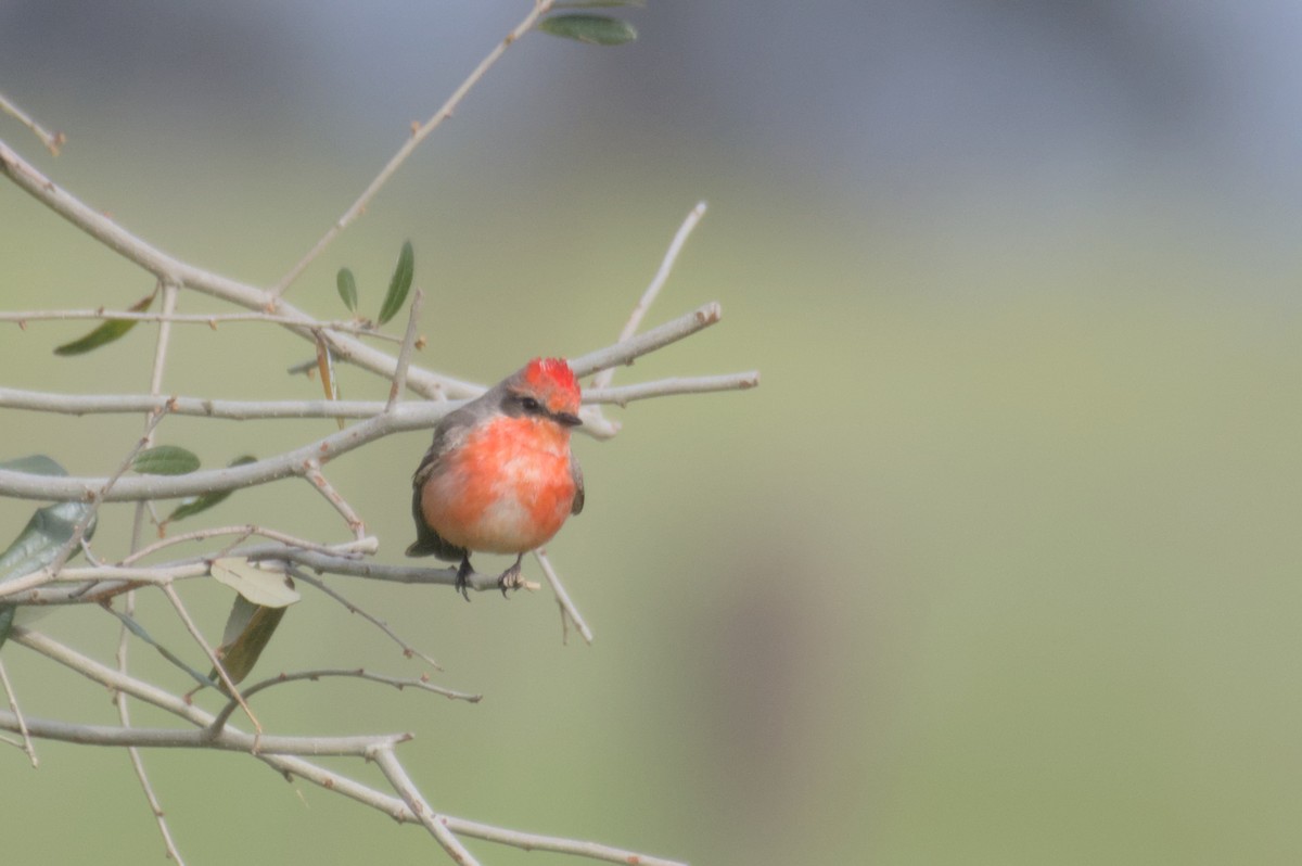 Vermilion Flycatcher - ML548551081