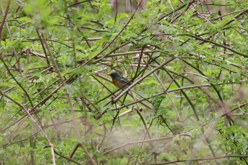 Kuzeyli Parula - ML54855111