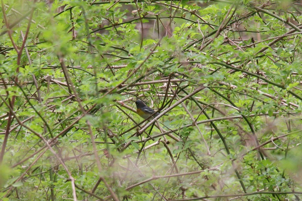 Kuzeyli Parula - ML54855121