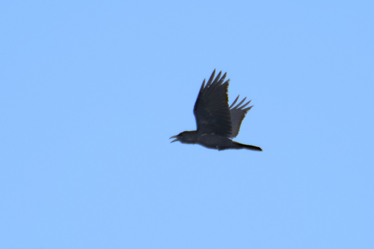 American Crow - ML548551211