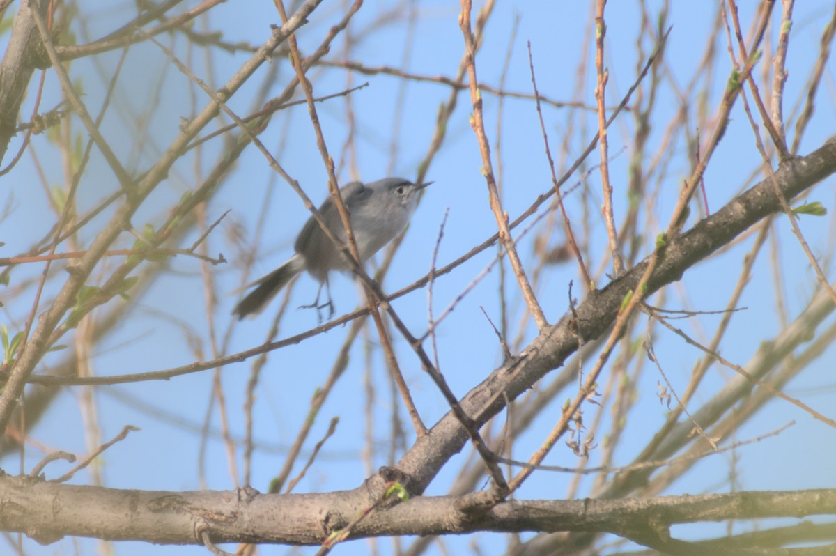 Blue-gray Gnatcatcher - ML548552021