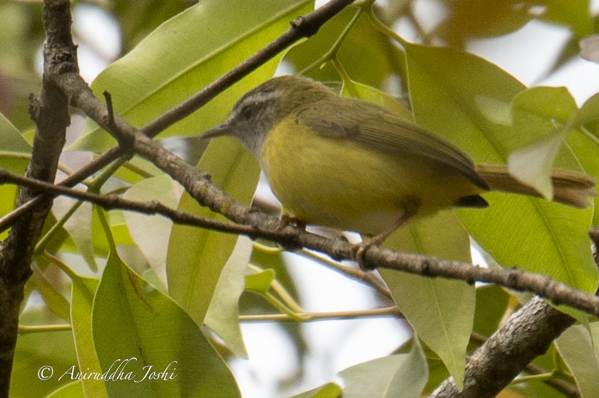 Yellow-bellied Warbler - Aniruddha Joshi