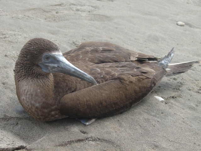 Blue-footed Booby - ML548553121