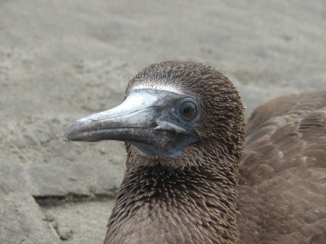 Blue-footed Booby - ML548553131