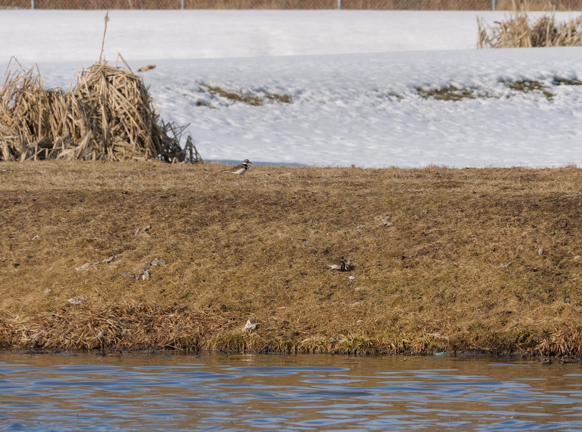 Killdeer - ML548553201