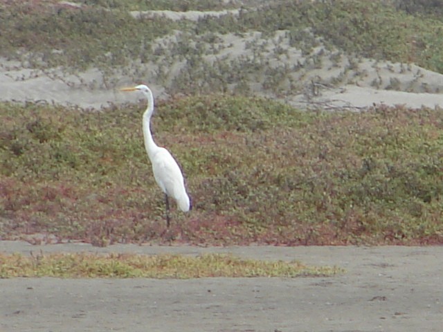 Great Egret - ML548553331