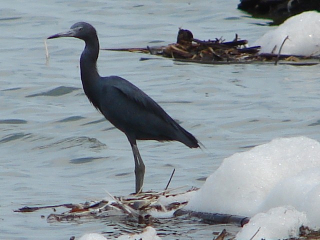 Little Blue Heron - ML548553511