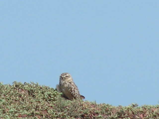 Mochuelo de Madriguera - ML548553621