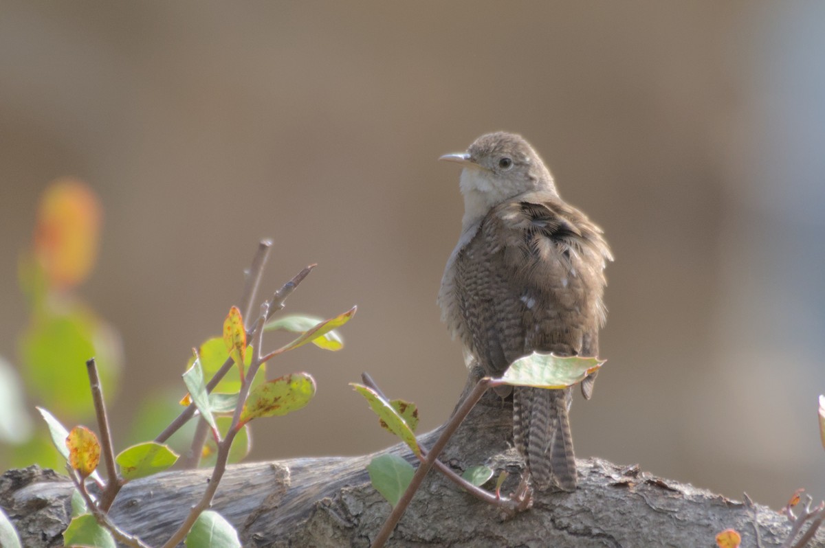 House Wren - ML548553781