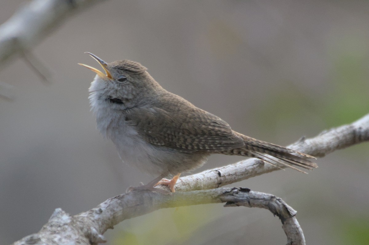 House Wren - Mike Marin