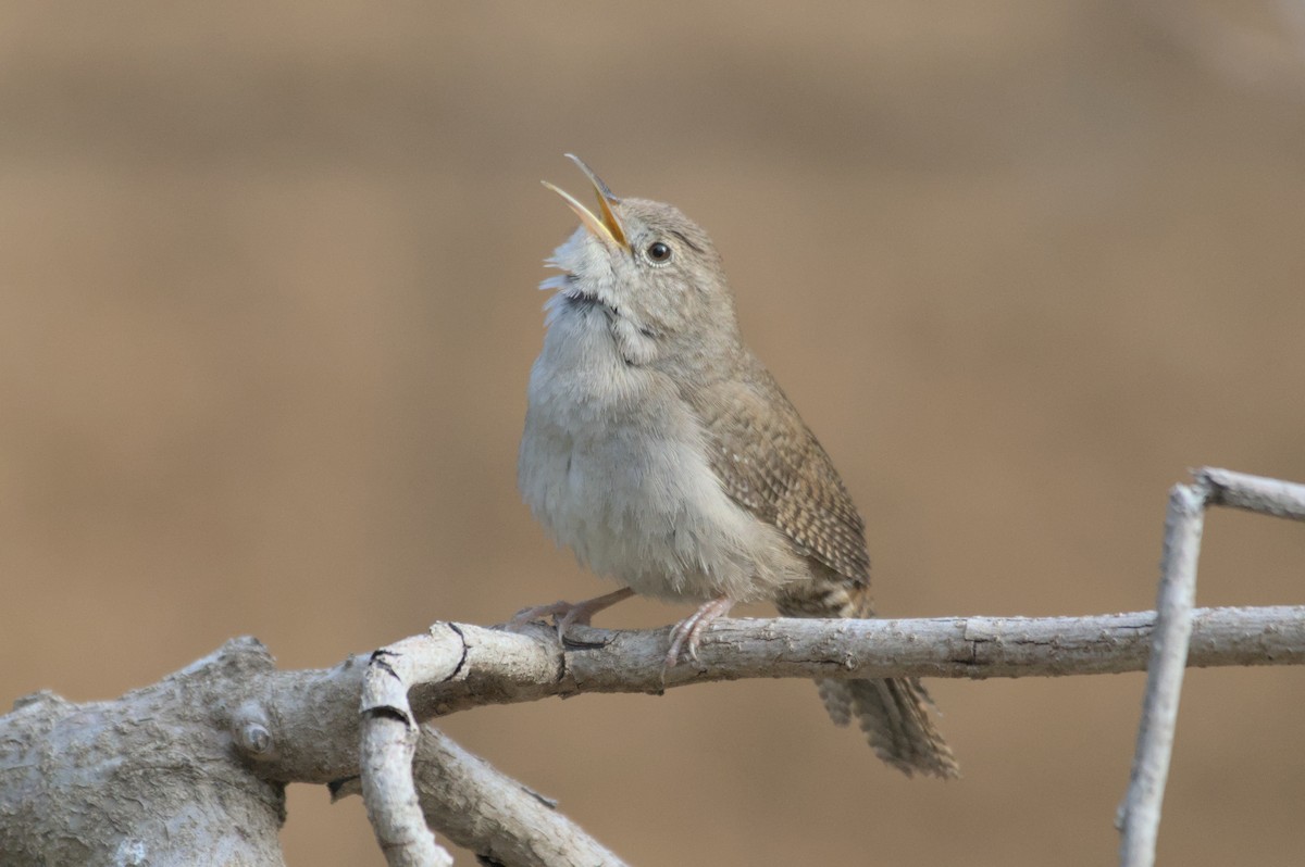 House Wren - Mike Marin