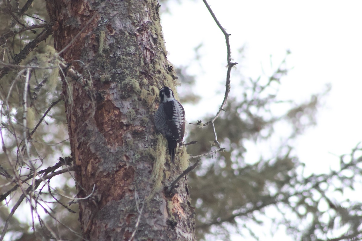 American Three-toed Woodpecker - ML548553871