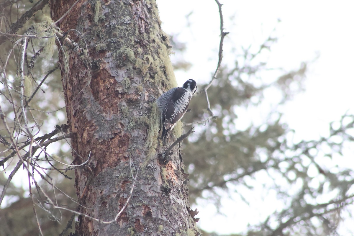 American Three-toed Woodpecker - Theodore Garver