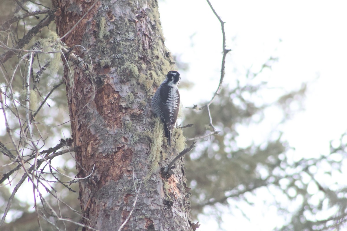 American Three-toed Woodpecker - ML548553901