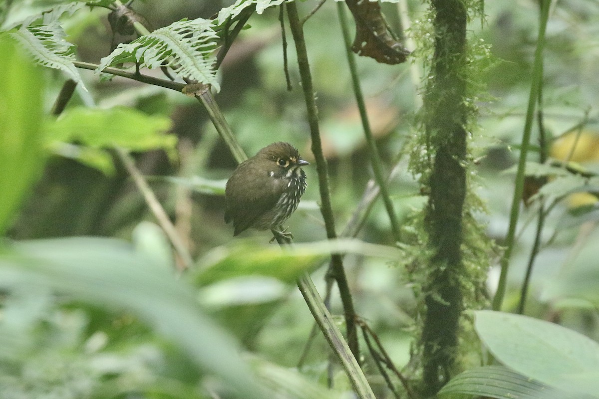 Peruvian Antpitta - Colin Dobson