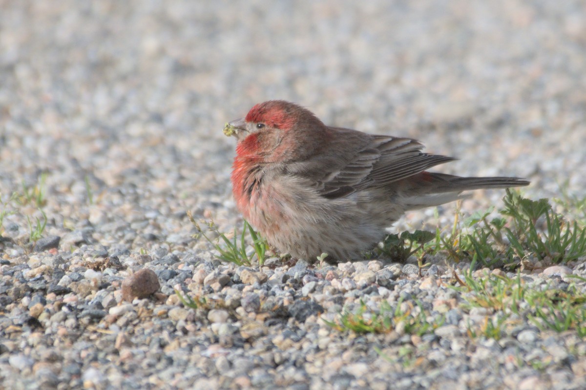 House Finch - Mike Marin