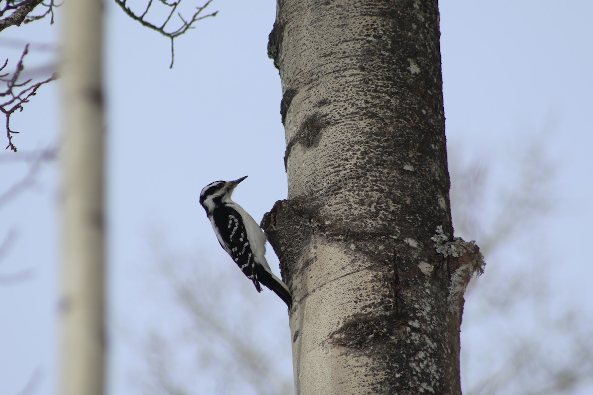 Hairy Woodpecker - Theodore Garver