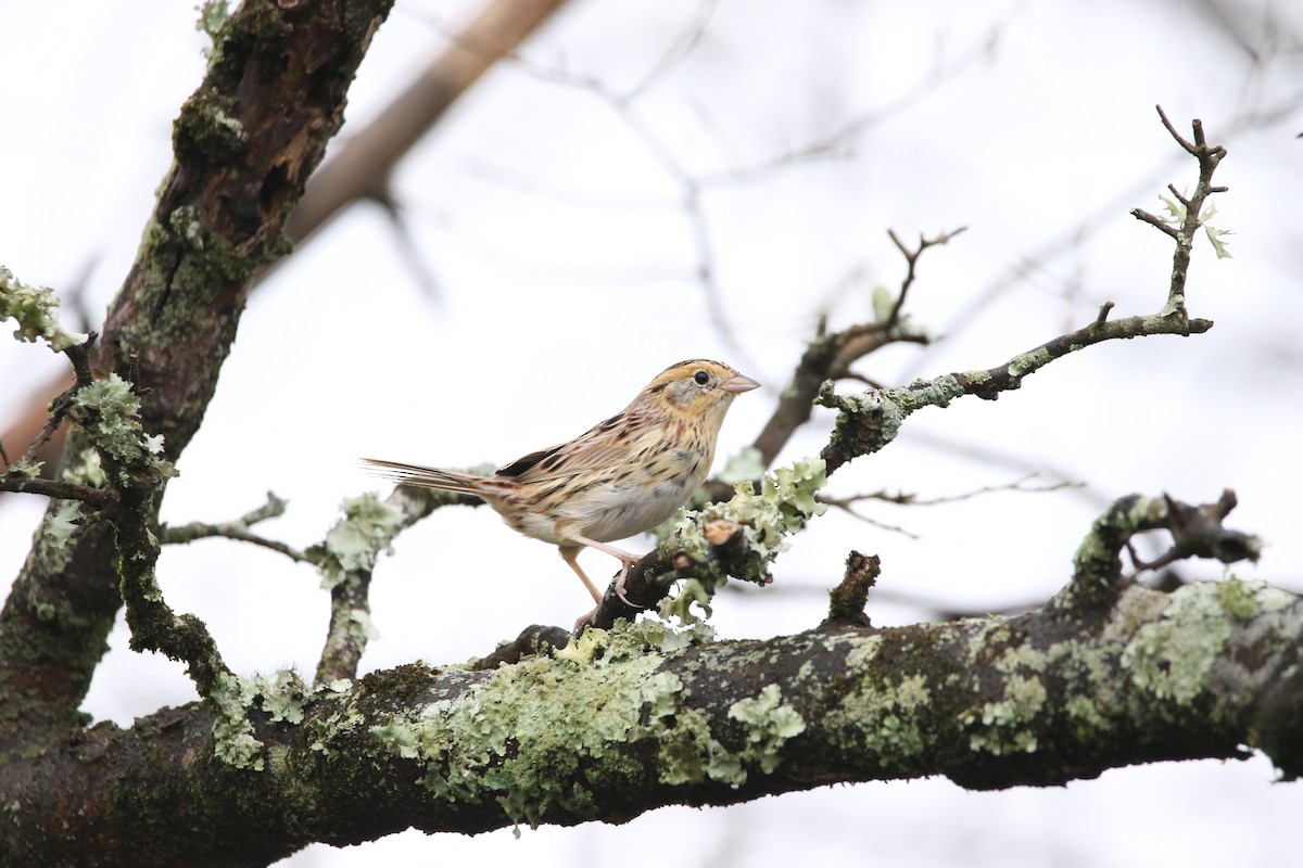 LeConte's Sparrow - ML548555191