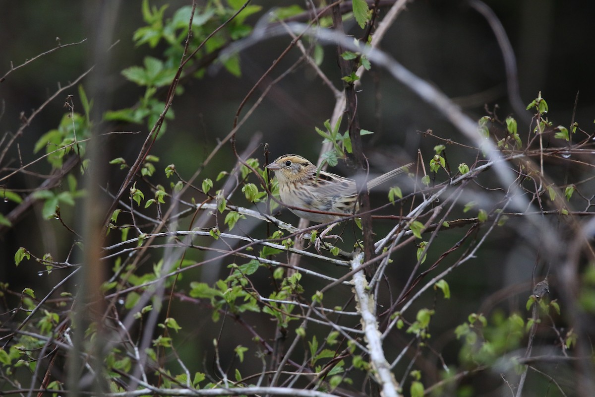 LeConte's Sparrow - ML548555221