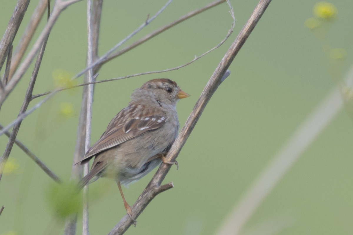 White-crowned Sparrow - Mike Marin