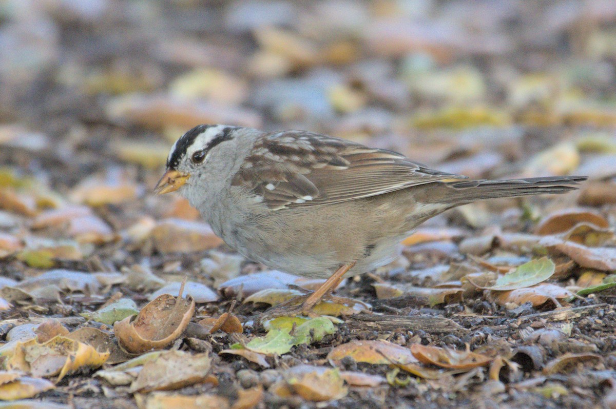 White-crowned Sparrow - Mike Marin