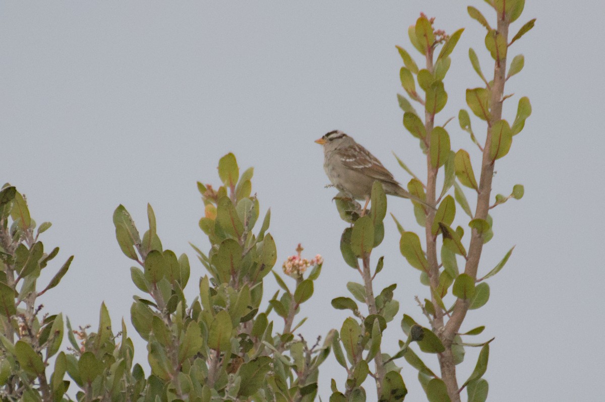 White-crowned Sparrow - Mike Marin